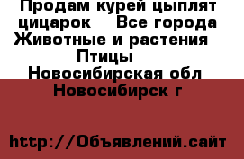 Продам курей цыплят,цицарок. - Все города Животные и растения » Птицы   . Новосибирская обл.,Новосибирск г.